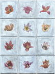 Tulipa